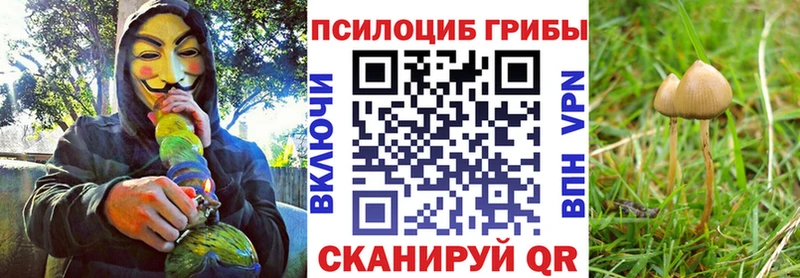 mega сайт  где купить   Ессентуки  Псилоцибиновые грибы GOLDEN TEACHER 